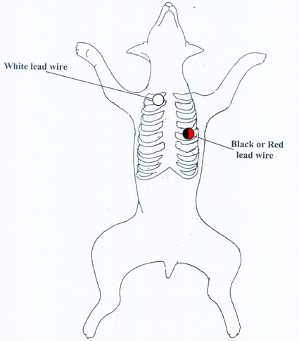 Event Recorder Hook up Positioning of Electrodes for Animal