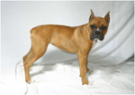 Holter Monitoring Boxer Dog Breeders